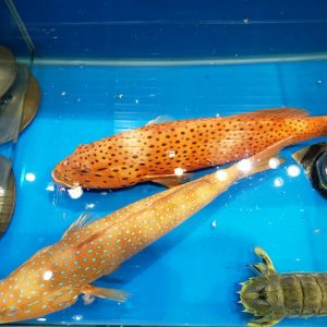 Cá Mú Đỏ Thiên Nhiên