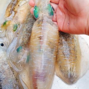 Mực Lá size 0.7-1kg/con