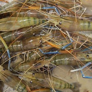 TÔM CÀNG SEN  (15-20con/kg)