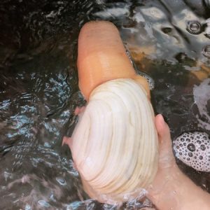 ỐC VÒI VOI CANADA