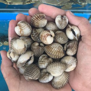 SÒ HUYẾT  (size 60-80 con/kg)