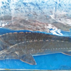 CÁ TẦM ĐÀ LẠT 1.5-3KG/CON