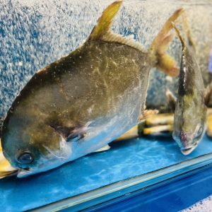 CÁ CHIM BIỂN 0.7-1KG/CON