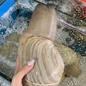 ỐC VÒI VOI MỸ (0,7-1,5KG/CON)