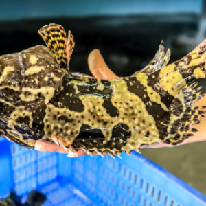 CÁ MÚ TRÂN CHÂU (1-1.3KG/CON)