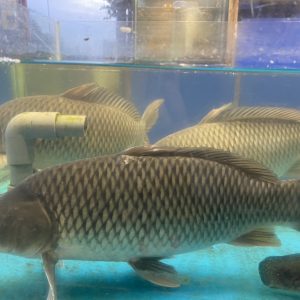 CÁ CHÉP GIÒN (1-1,4KG/CON)