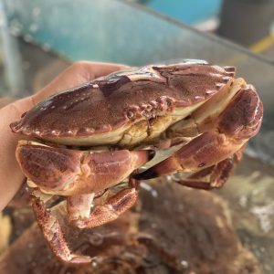 CUA NÂU SỐNG GẠCH (0,6-1KG/CON)