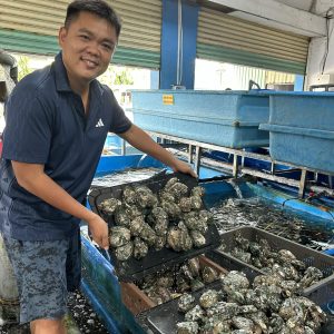 BÀO NGƯ HÀN QUỐC SỐNG (size 16-17CON/KG)