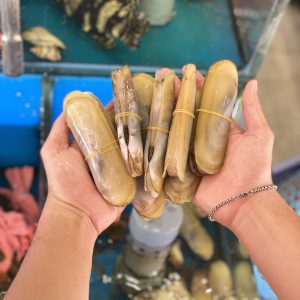 ỐC MÓNG TAY CHÚA (8-14con/kg)