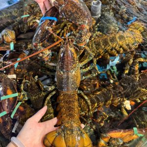 TÔM HÙM ALASKA KHỦNG (2kg5-3 KG/CON)