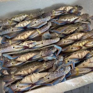 GHẸ XANH PHAN THIẾT (size 7-9c/kg)