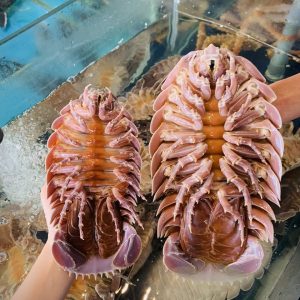 BỌ BIỂN LOẠI 1 SIZE 800GR-up/CON